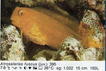 Atrosalarias fuscus